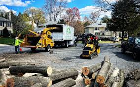 How Our Tree Care Process Works  in  Mcdonough, GA